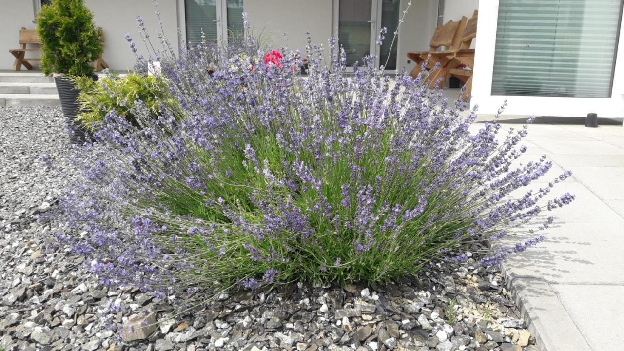 Pokoje Pod Grusza -Osobne Wejscia Kudowa-Zdrój Exteriör bild